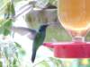 Bird Photo Number 22